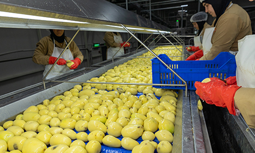 İntar Dondurulmuş Patates