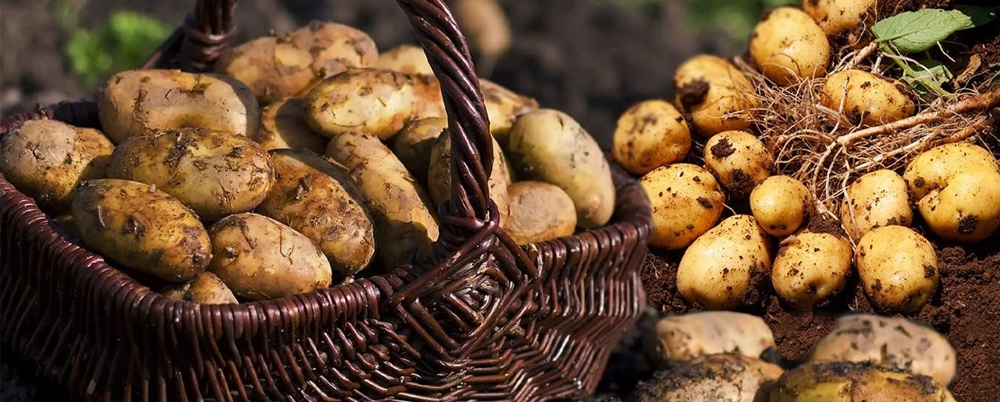 Seçici ve Kontrollü Çeşit Planlaması.